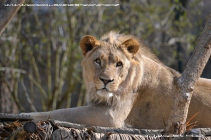 zoo_zlin_2016_-_112.jpg