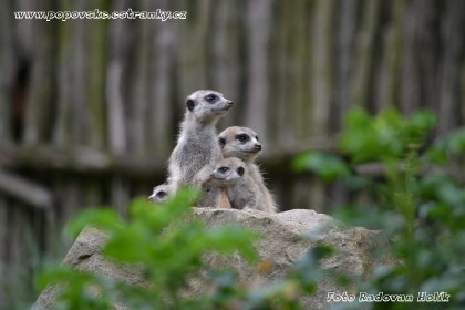 zoo_zlin_2015_-_069.jpg